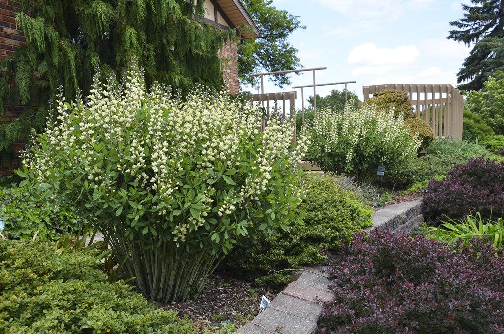 G584 Baptisia 'decadence Vanilla Cream' - View 14 from www redcrocus com