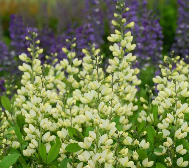 G584 Baptisia 'decadence Vanilla Cream' - View 15 from www redcrocus com