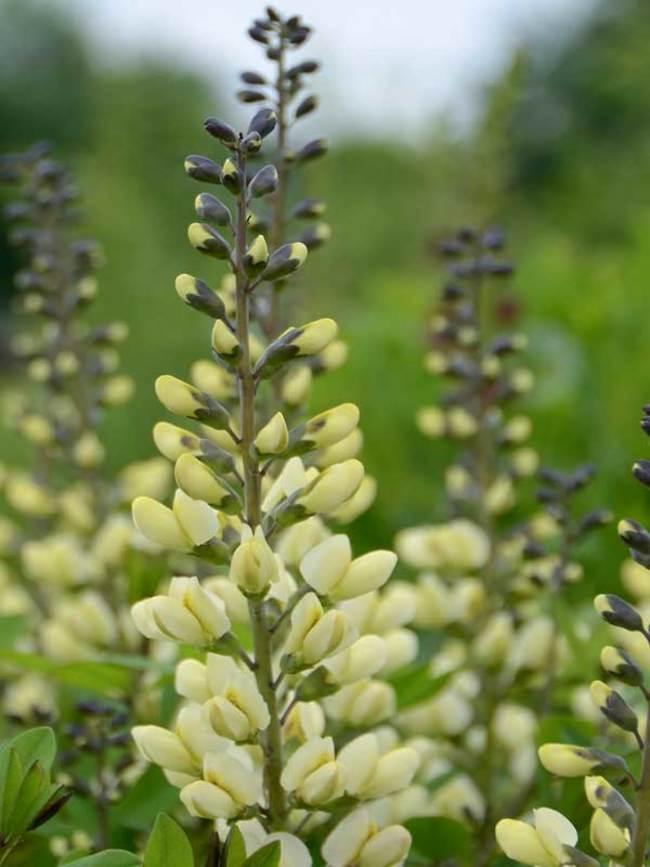 G584 Baptisia 'decadence Vanilla Cream' - View 16 from www redcrocus com