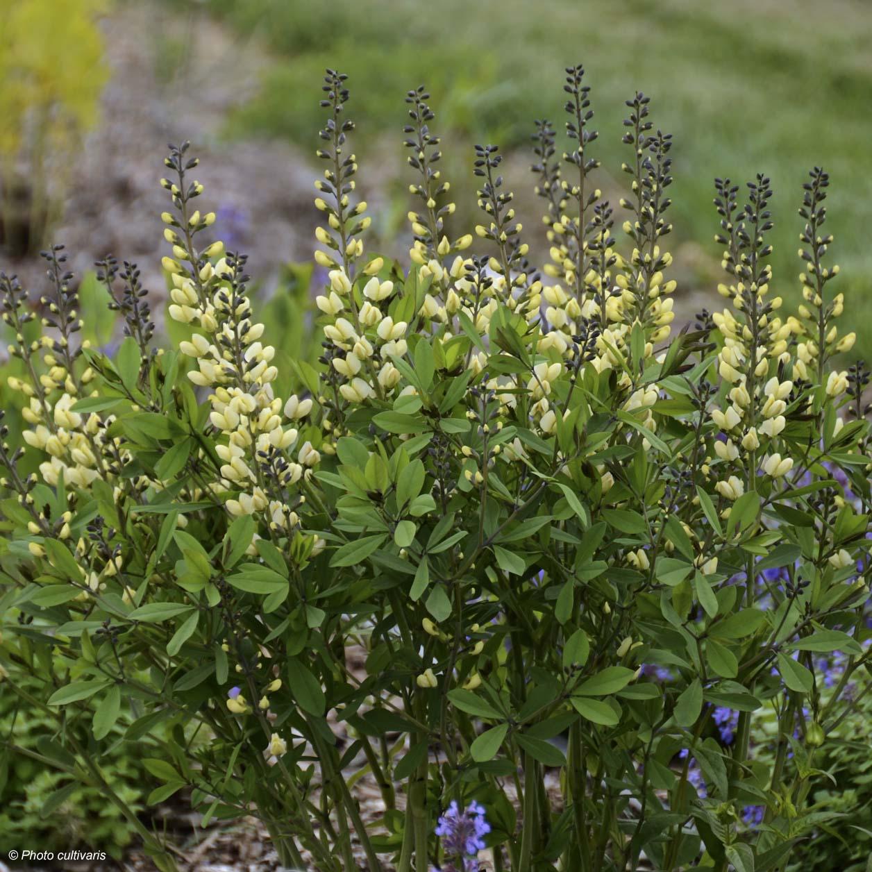 G584 Baptisia 'decadence Vanilla Cream' - View 17 from www redcrocus com