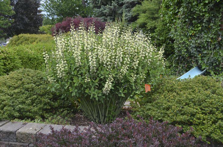 G584 Baptisia 'decadence Vanilla Cream' - View 18 from www redcrocus com