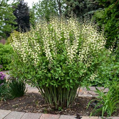 G584 Baptisia 'decadence Vanilla Cream' - View 19 from www redcrocus com
