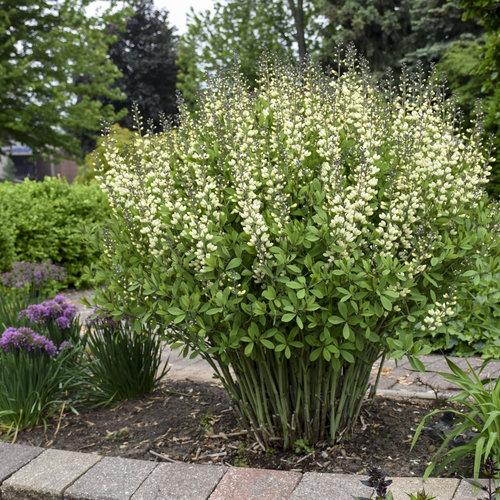 G584 Baptisia 'decadence Vanilla Cream' - View 1 from www redcrocus com