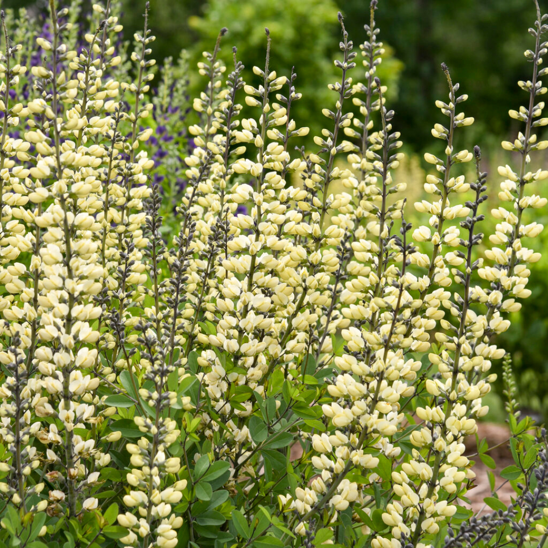 G584 Baptisia 'decadence Vanilla Cream' - View 20 from www redcrocus com
