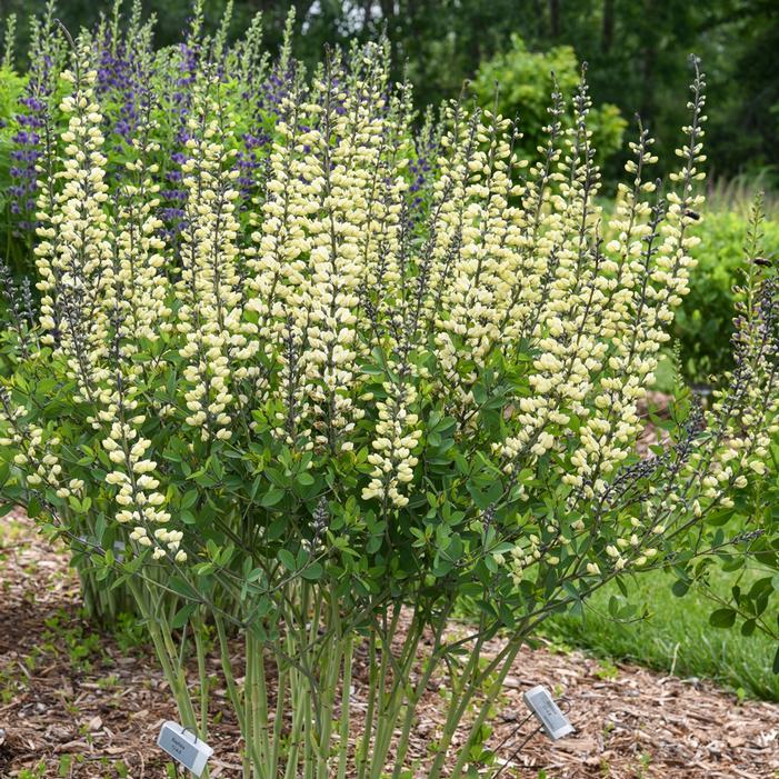 G584 Baptisia 'decadence Vanilla Cream' - View 21 from www redcrocus com