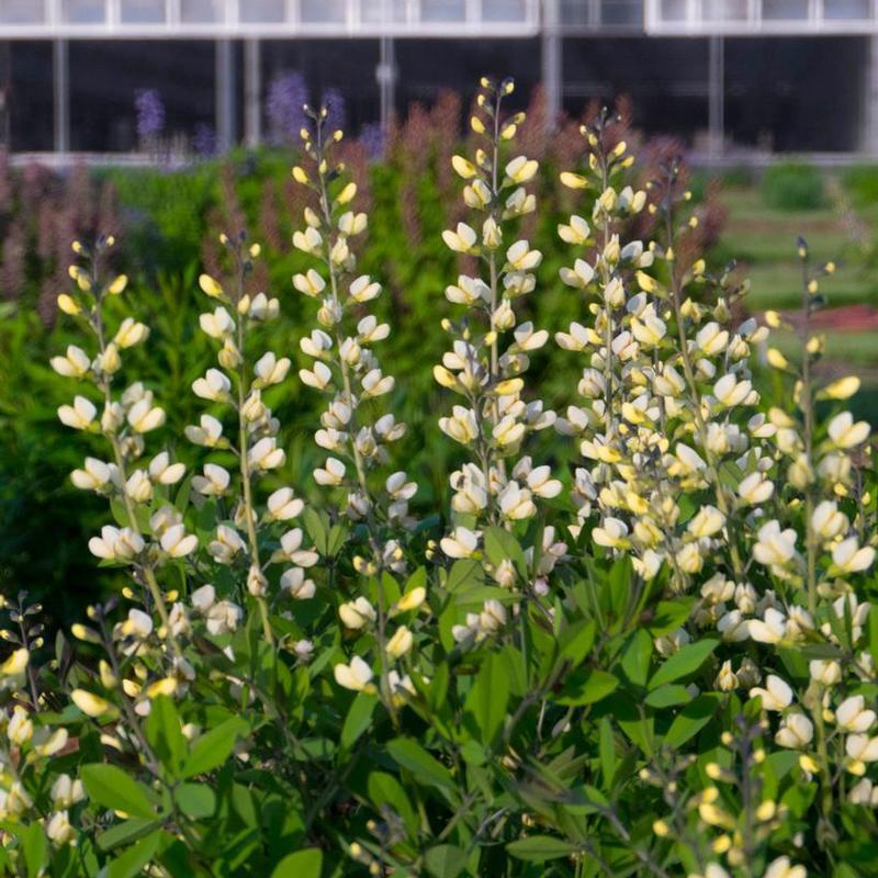 G584 Baptisia 'decadence Vanilla Cream' - View 22 from www redcrocus com