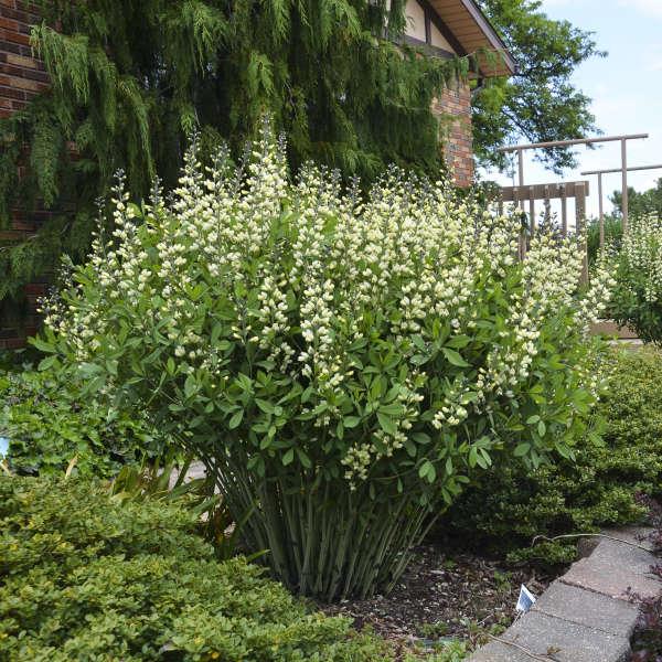 G584 Baptisia 'decadence Vanilla Cream' - View 24 from www redcrocus com