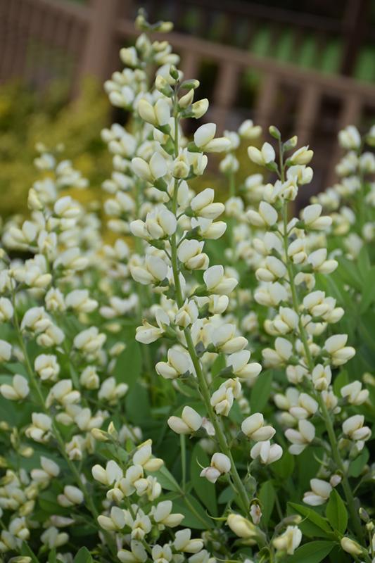 G584 Baptisia 'decadence Vanilla Cream' - View 27 from www redcrocus com