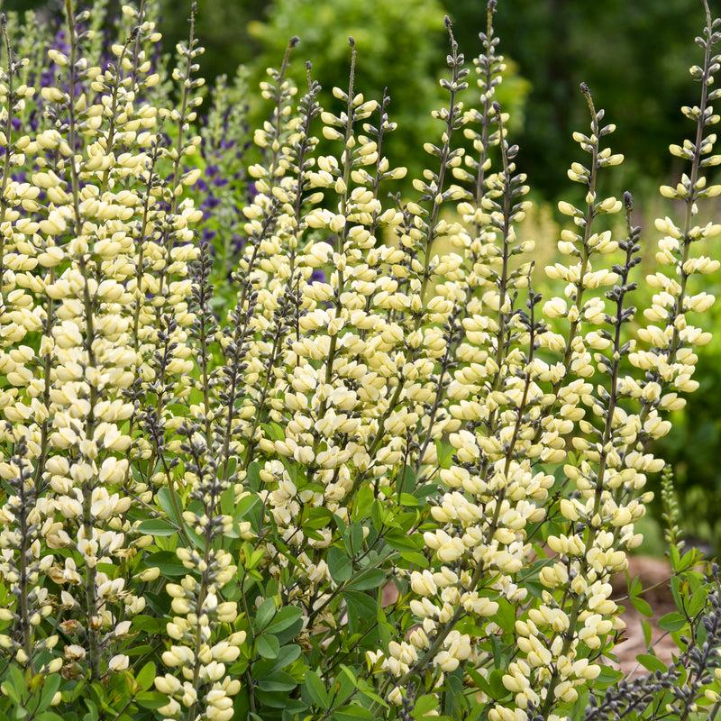G584 Baptisia 'decadence Vanilla Cream' - View 28 from www redcrocus com