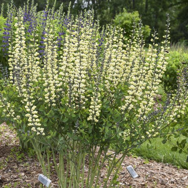 G584 Baptisia 'decadence Vanilla Cream' - View 2 from www redcrocus com