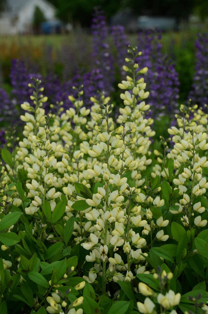G584 Baptisia 'decadence Vanilla Cream' - View 30 from www redcrocus com