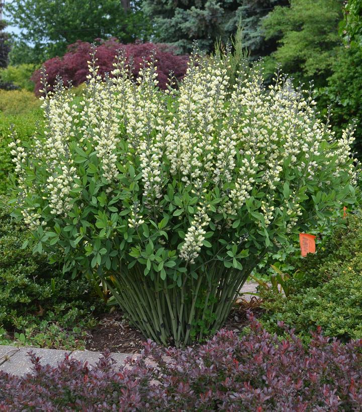 G584 Baptisia 'decadence Vanilla Cream' - View 31 from www redcrocus com