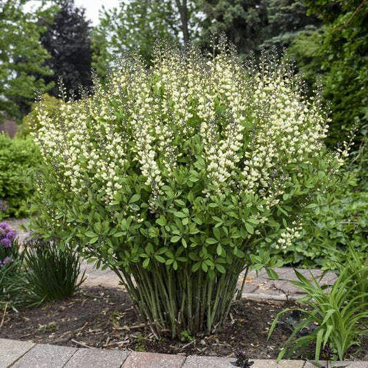 G584 Baptisia 'decadence Vanilla Cream' - View 3 from www redcrocus com