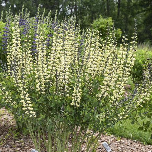 G584 Baptisia 'decadence Vanilla Cream' - View 4 from www redcrocus com