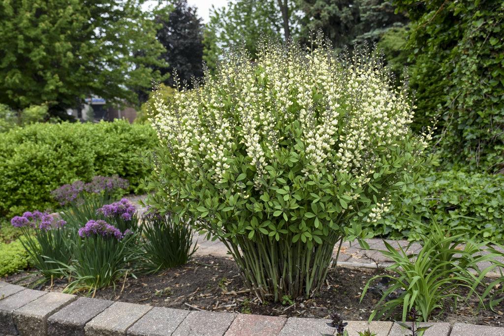 G584 Baptisia 'decadence Vanilla Cream' - View 5 from www redcrocus com