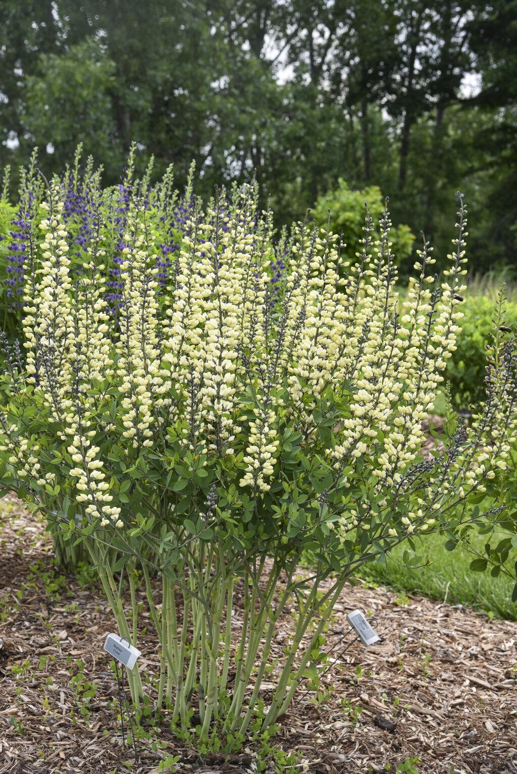 G584 Baptisia 'decadence Vanilla Cream' - View 9 from www redcrocus com