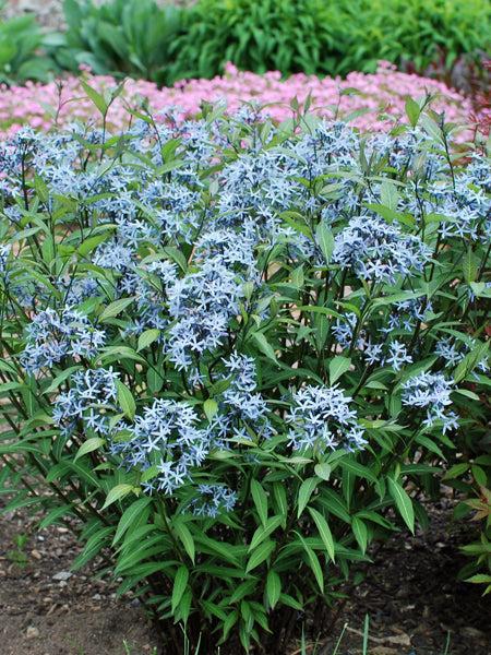 G600 Amsonia Tabernaemontana 'storm Cloud' - View 10 from www redcrocus com