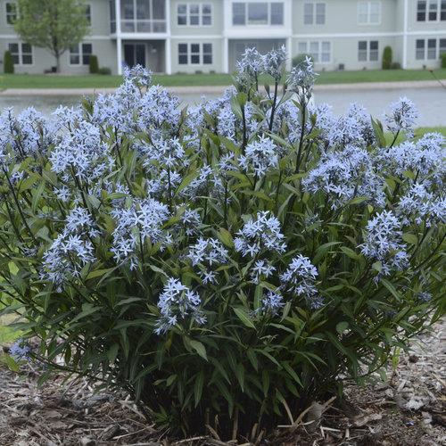 G600 Amsonia Tabernaemontana 'storm Cloud' - View 12 from www redcrocus com