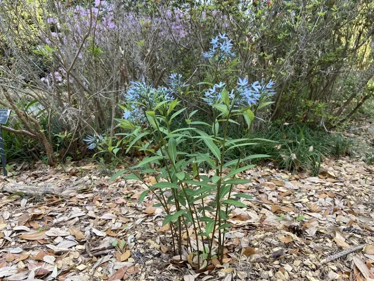G600 Amsonia Tabernaemontana 'storm Cloud' - View 16 from www redcrocus com
