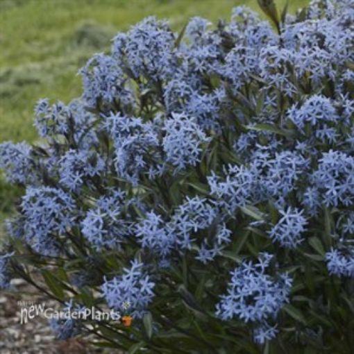 G600 Amsonia Tabernaemontana 'storm Cloud' - View 17 from www redcrocus com