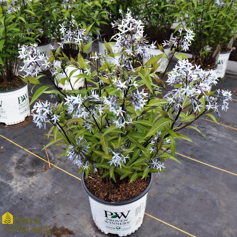 G600 Amsonia Tabernaemontana 'storm Cloud' - View 18 from www redcrocus com