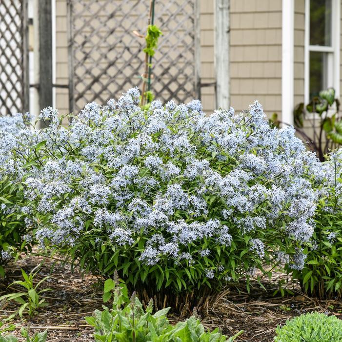 G600 Amsonia Tabernaemontana 'storm Cloud' - View 19 from www redcrocus com