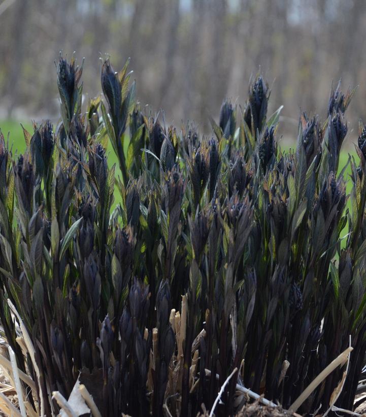 G600 Amsonia Tabernaemontana 'storm Cloud' - View 22 from www redcrocus com