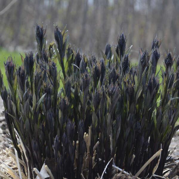 G600 Amsonia Tabernaemontana 'storm Cloud' - View 24 from www redcrocus com