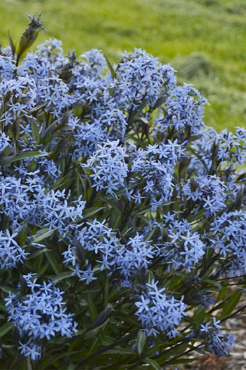 G600 Amsonia Tabernaemontana 'storm Cloud' - View 25 from www redcrocus com