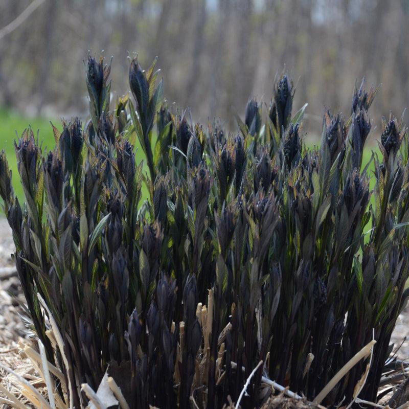 G600 Amsonia Tabernaemontana 'storm Cloud' - View 26 from www redcrocus com