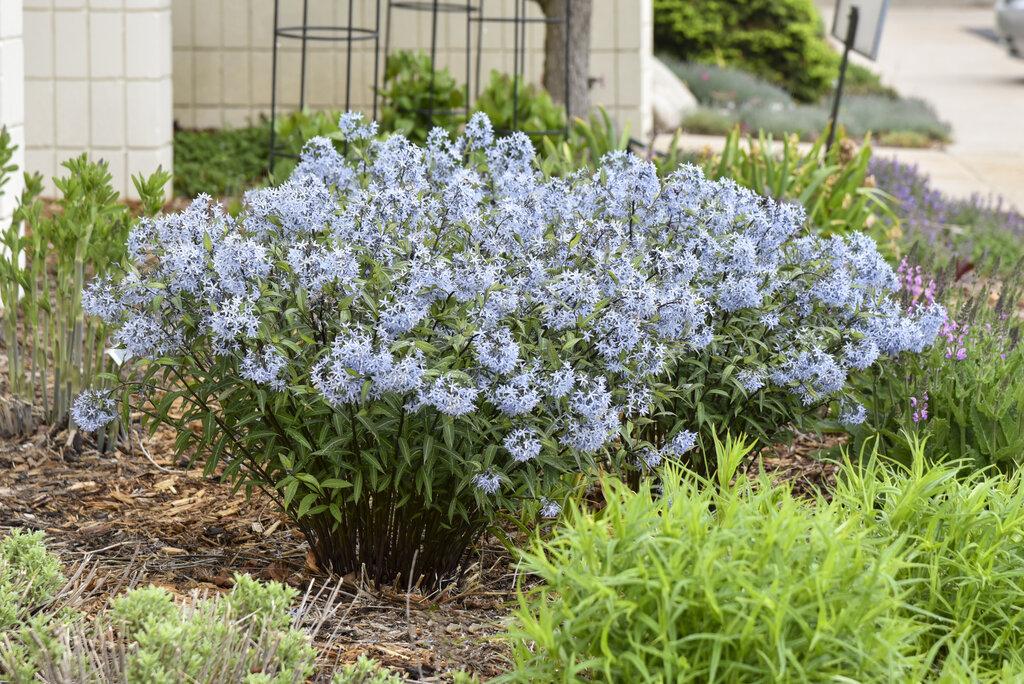 G600 Amsonia Tabernaemontana 'storm Cloud' - View 29 from www redcrocus com