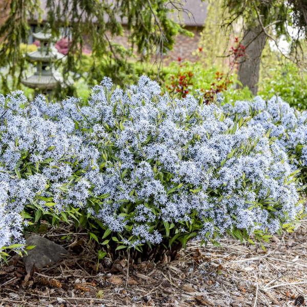G600 Amsonia Tabernaemontana 'storm Cloud' - View 30 from www redcrocus com