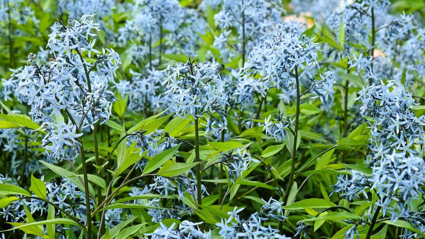 G600 Amsonia Tabernaemontana 'storm Cloud' - View 31 from www redcrocus com