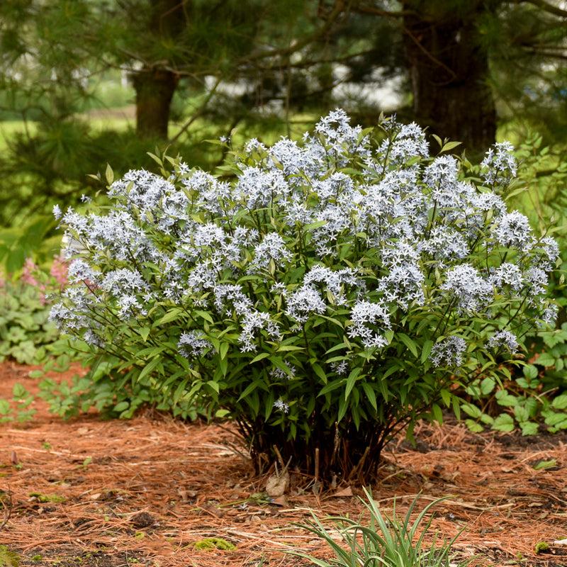 G600 Amsonia Tabernaemontana 'storm Cloud' - View 32 from www redcrocus com