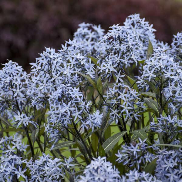 G600 Amsonia Tabernaemontana 'storm Cloud' - View 33 from www redcrocus com
