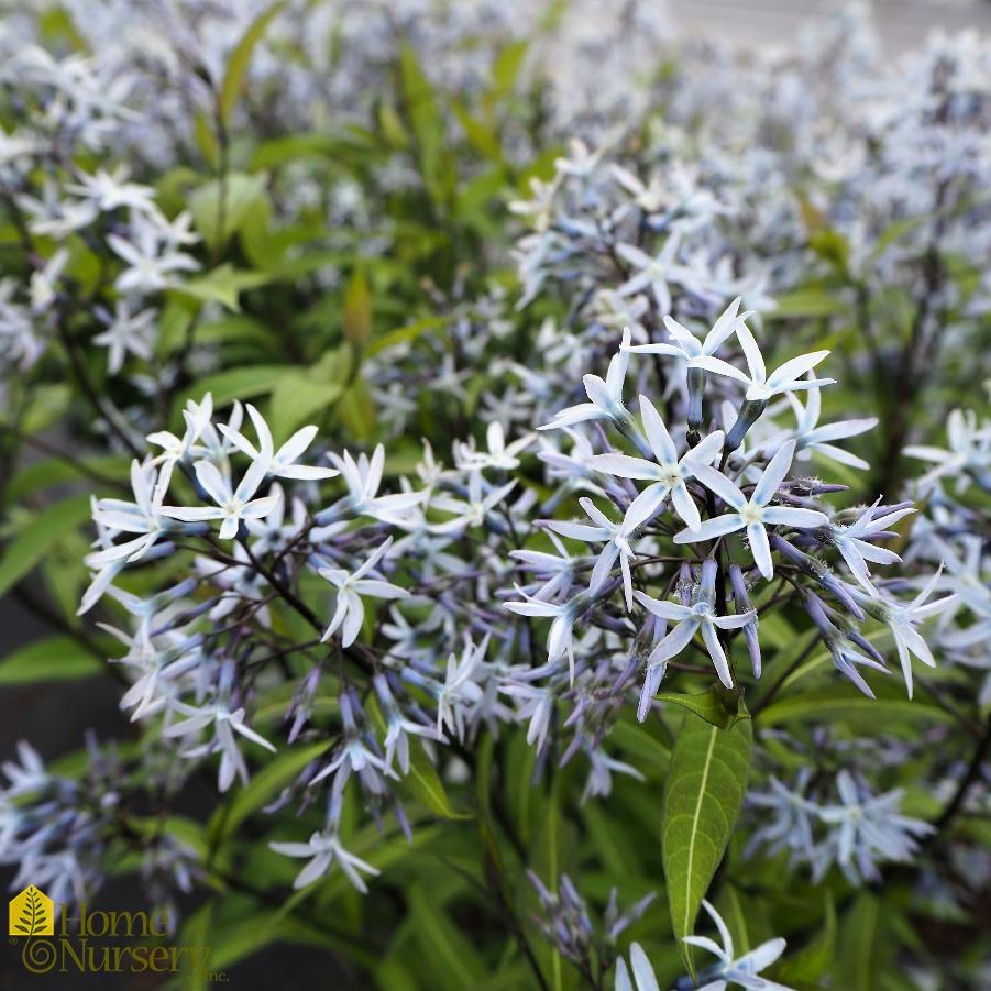 G600 Amsonia Tabernaemontana 'storm Cloud' - View 34 from www redcrocus com