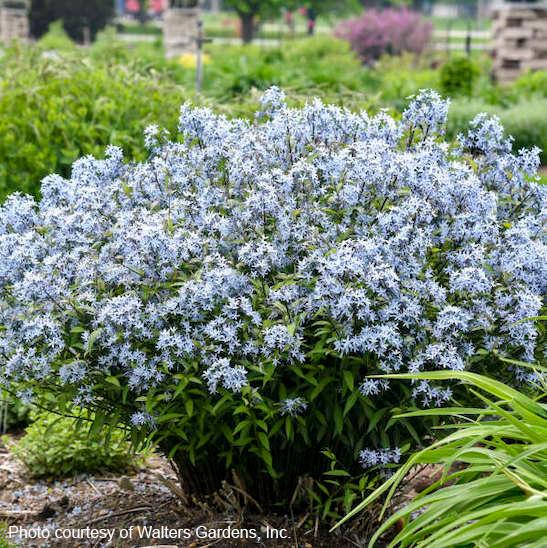 G600 Amsonia Tabernaemontana 'storm Cloud' - View 36 from www redcrocus com