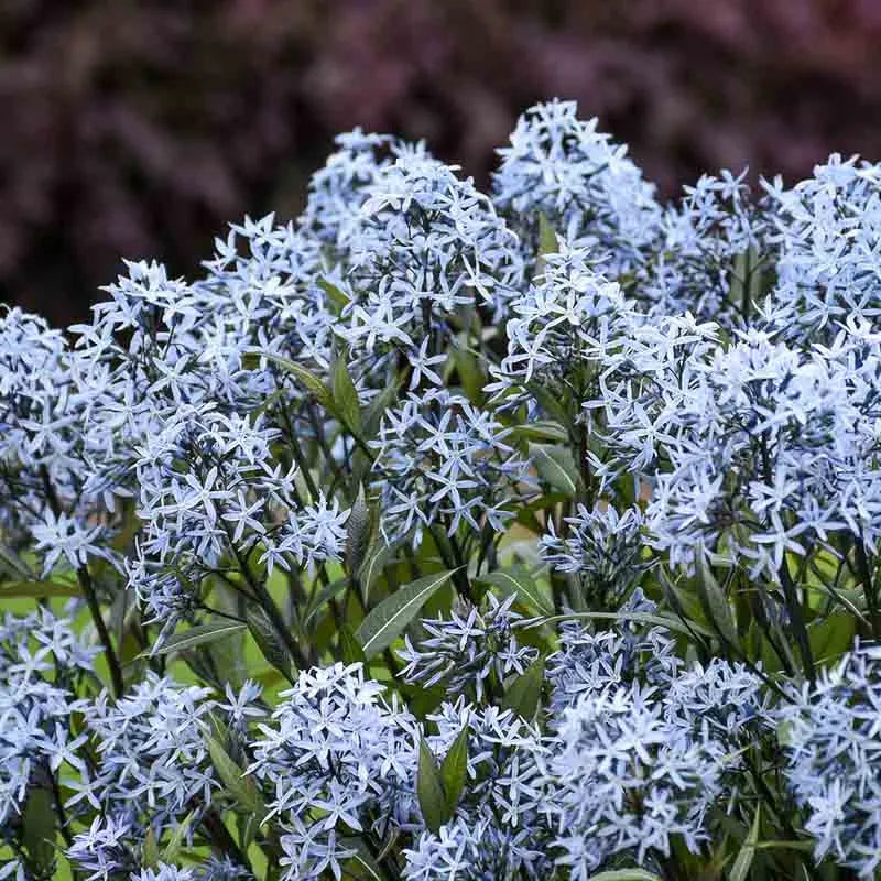 G600 Amsonia Tabernaemontana 'storm Cloud' - View 6 from www redcrocus com