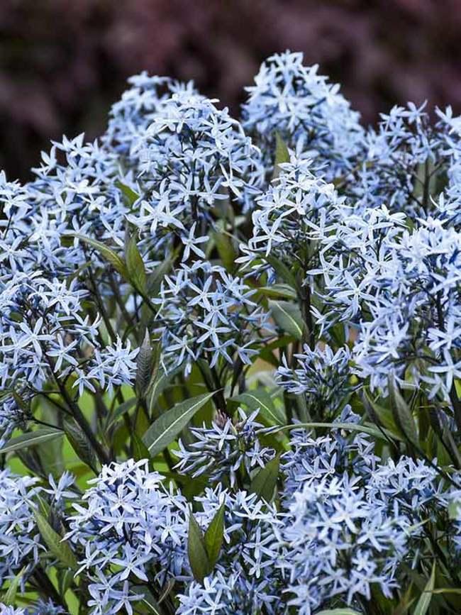 G600 Amsonia Tabernaemontana 'storm Cloud' - View 7 from www redcrocus com