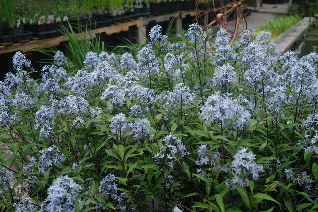 G600 Amsonia Tabernaemontana 'storm Cloud' - View 8 from www redcrocus com