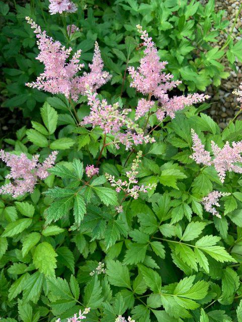 G607 Astilbe X Rosea Peach Blossom - View 6 from www redcrocus com