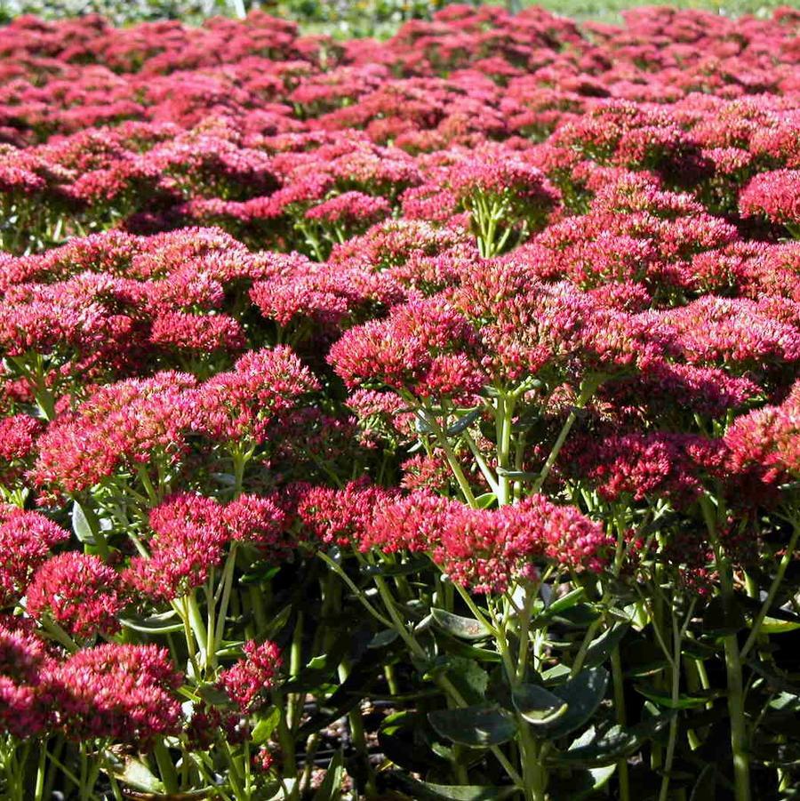 G629 Sedum Spectabile 'autumn Fire' - View 12 from www redcrocus com