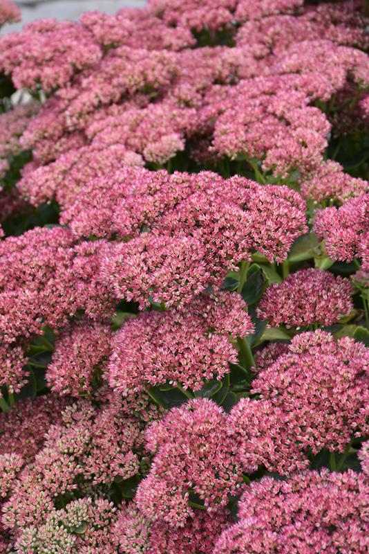 G629 Sedum Spectabile 'autumn Fire' - View 13 from www redcrocus com