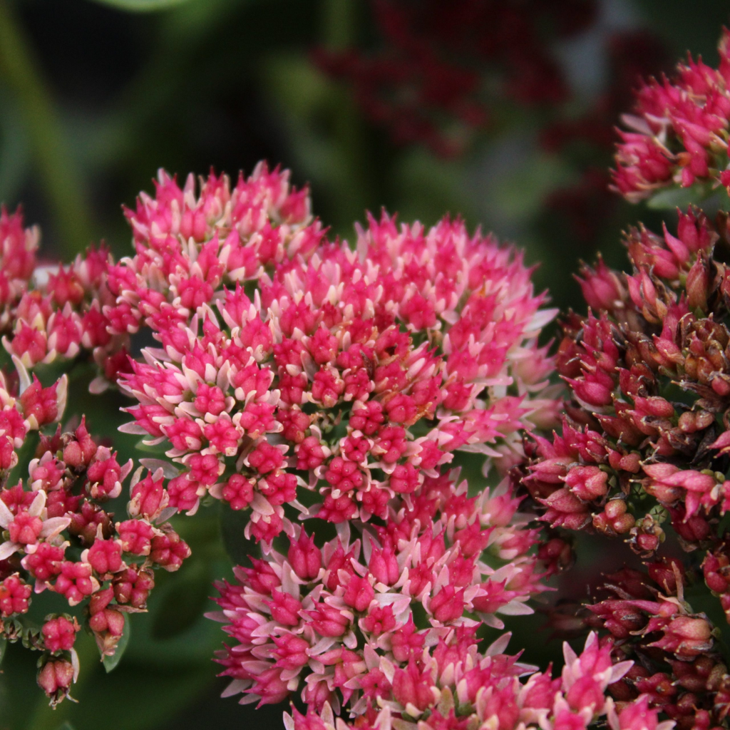G629 Sedum Spectabile 'autumn Fire' - View 17 from www redcrocus com