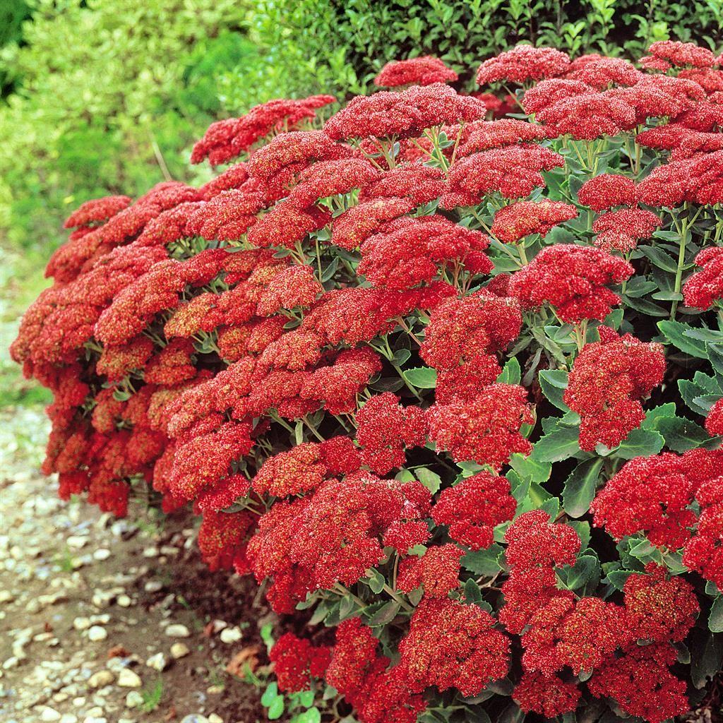 G629 Sedum Spectabile 'autumn Fire' - View 19 from www redcrocus com