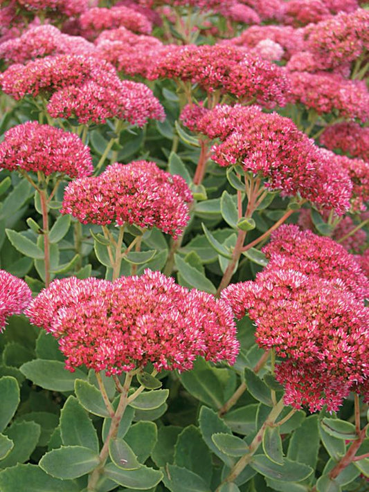 G629 Sedum Spectabile 'autumn Fire' - View 1 from www redcrocus com