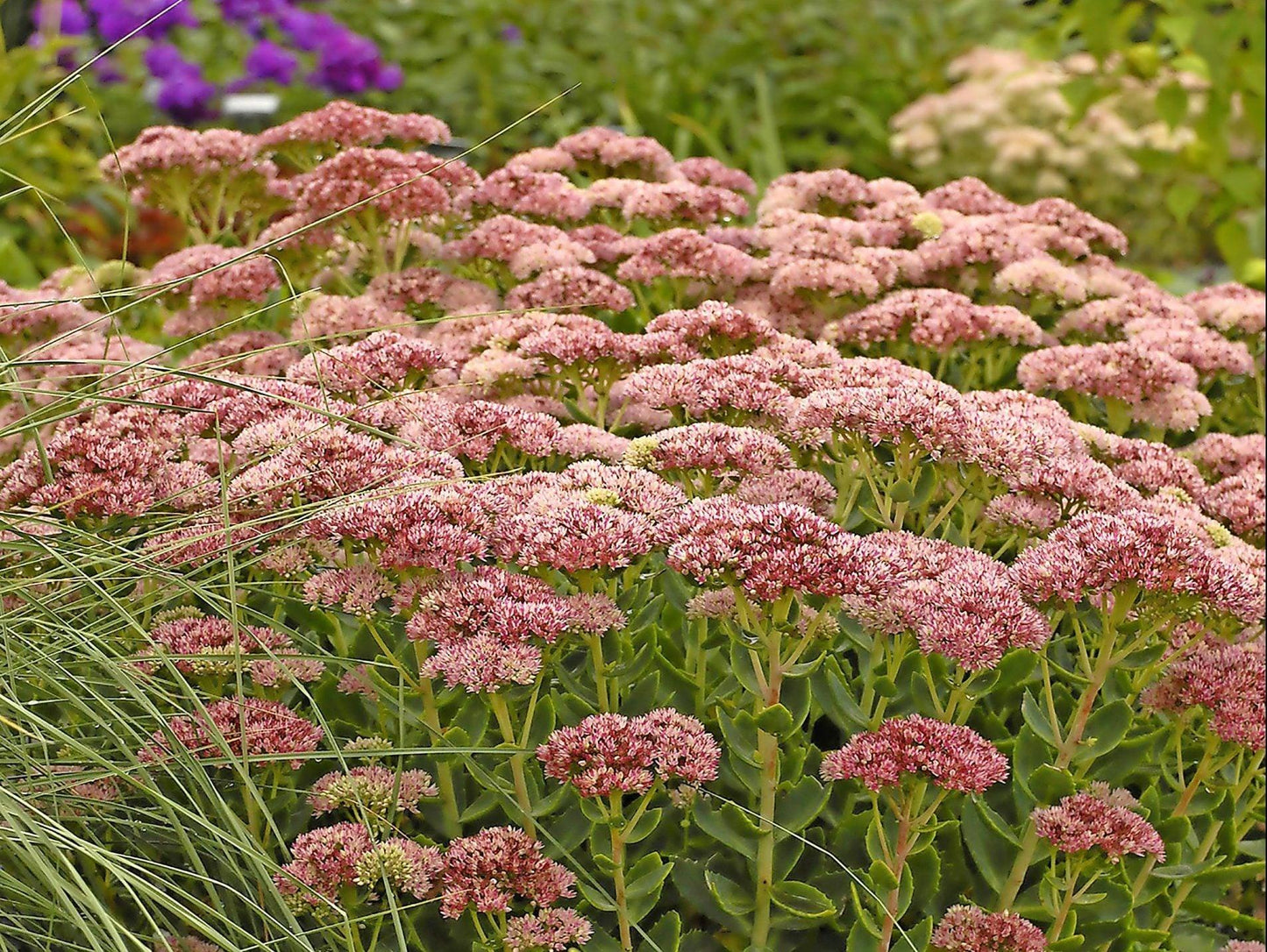 G629 Sedum Spectabile 'autumn Fire' - View 20 from www redcrocus com