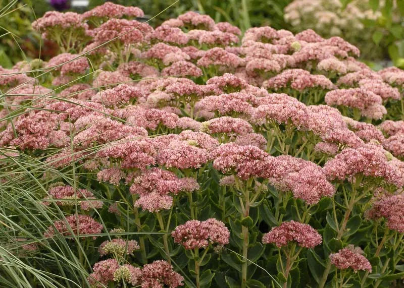 G629 Sedum Spectabile 'autumn Fire' - View 22 from www redcrocus com