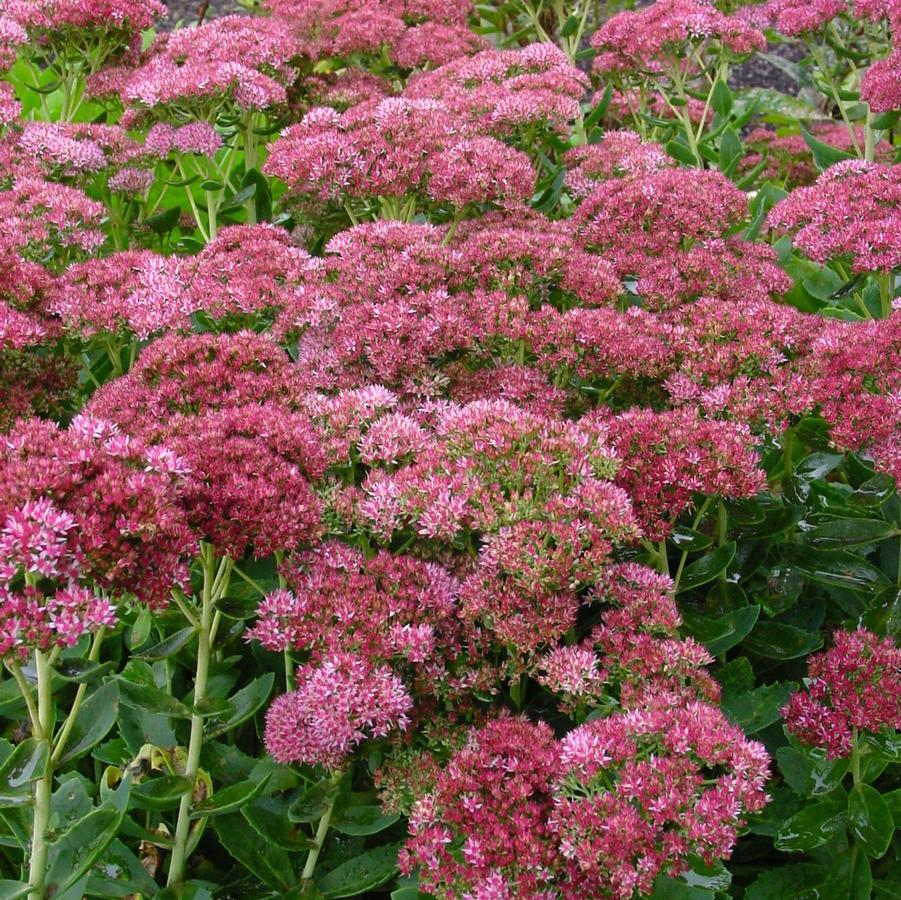 G629 Sedum Spectabile 'autumn Fire' - View 22 from www redcrocus com