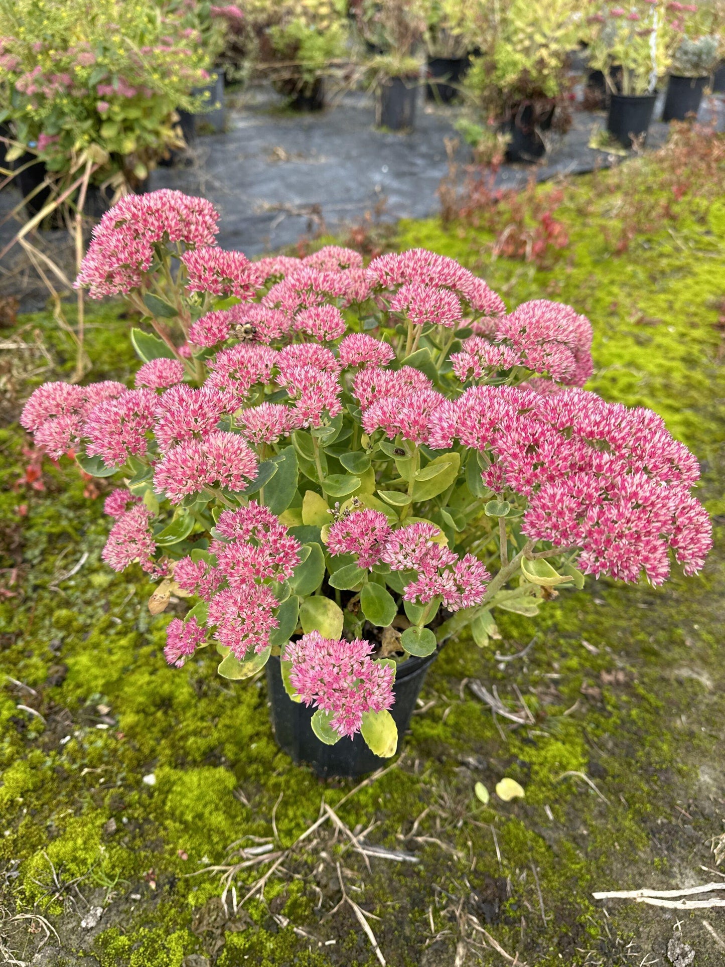 G629 Sedum Spectabile 'autumn Fire' - View 24 from www redcrocus com